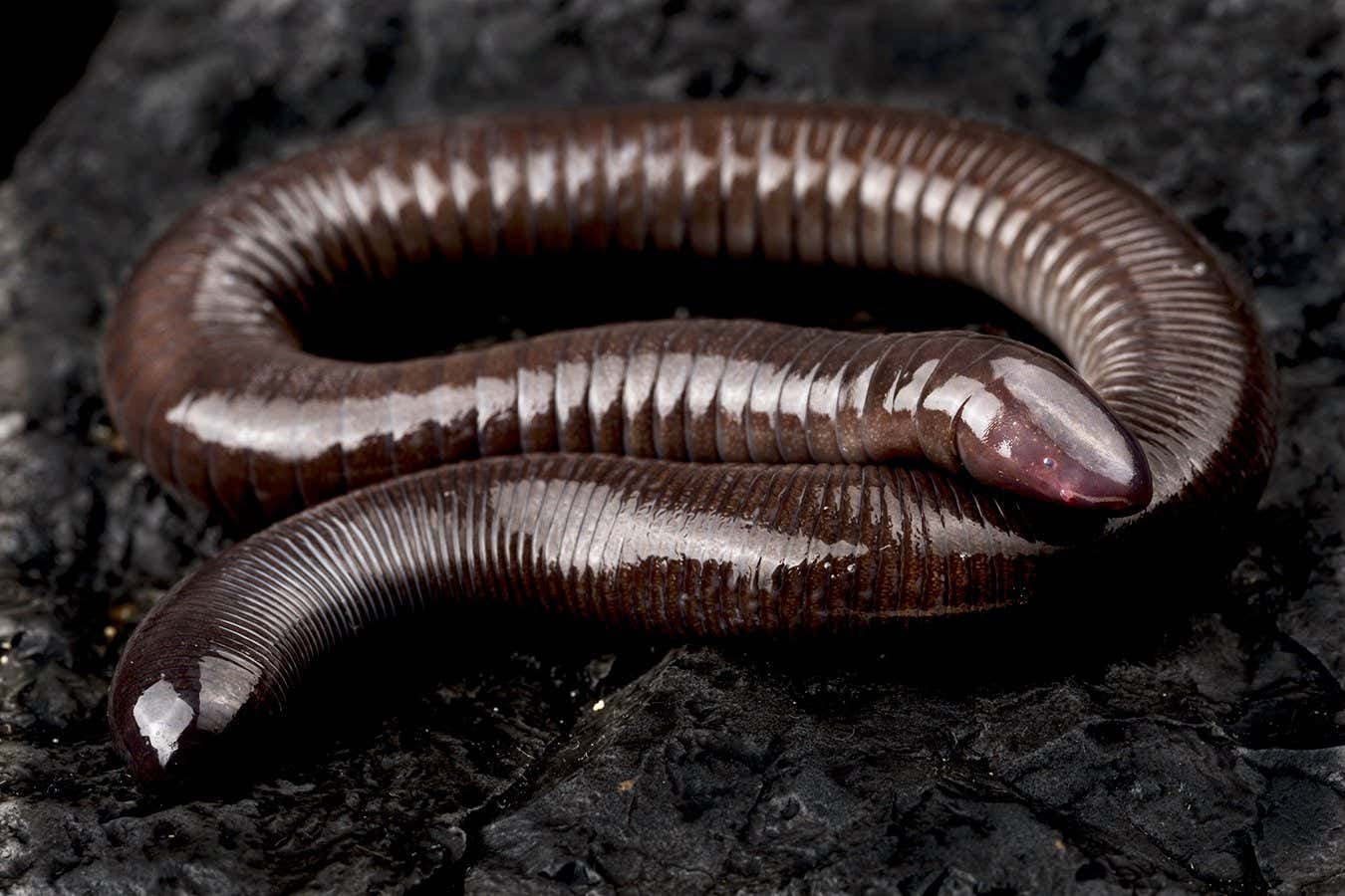 Mexican burrowing caecilian (Dermophis mexicanus)