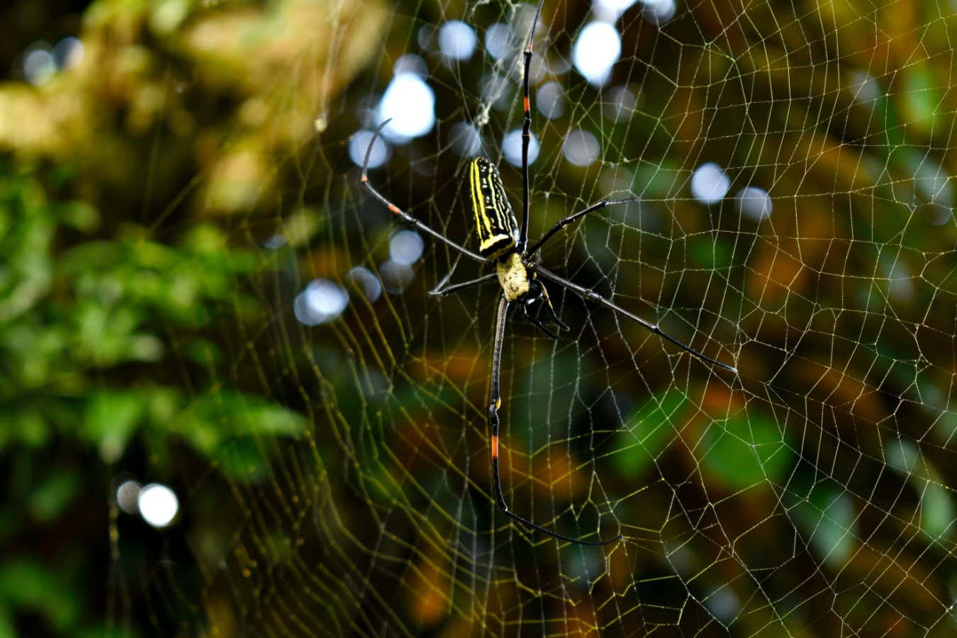 A giant golden orb weaver spider (Nephila pilipes