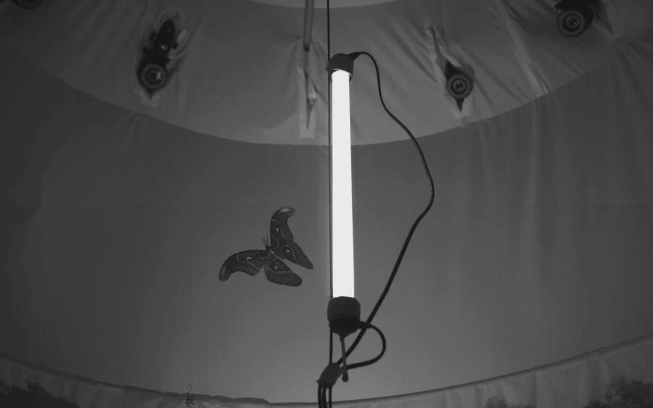 A butterfly flies near to a light at night