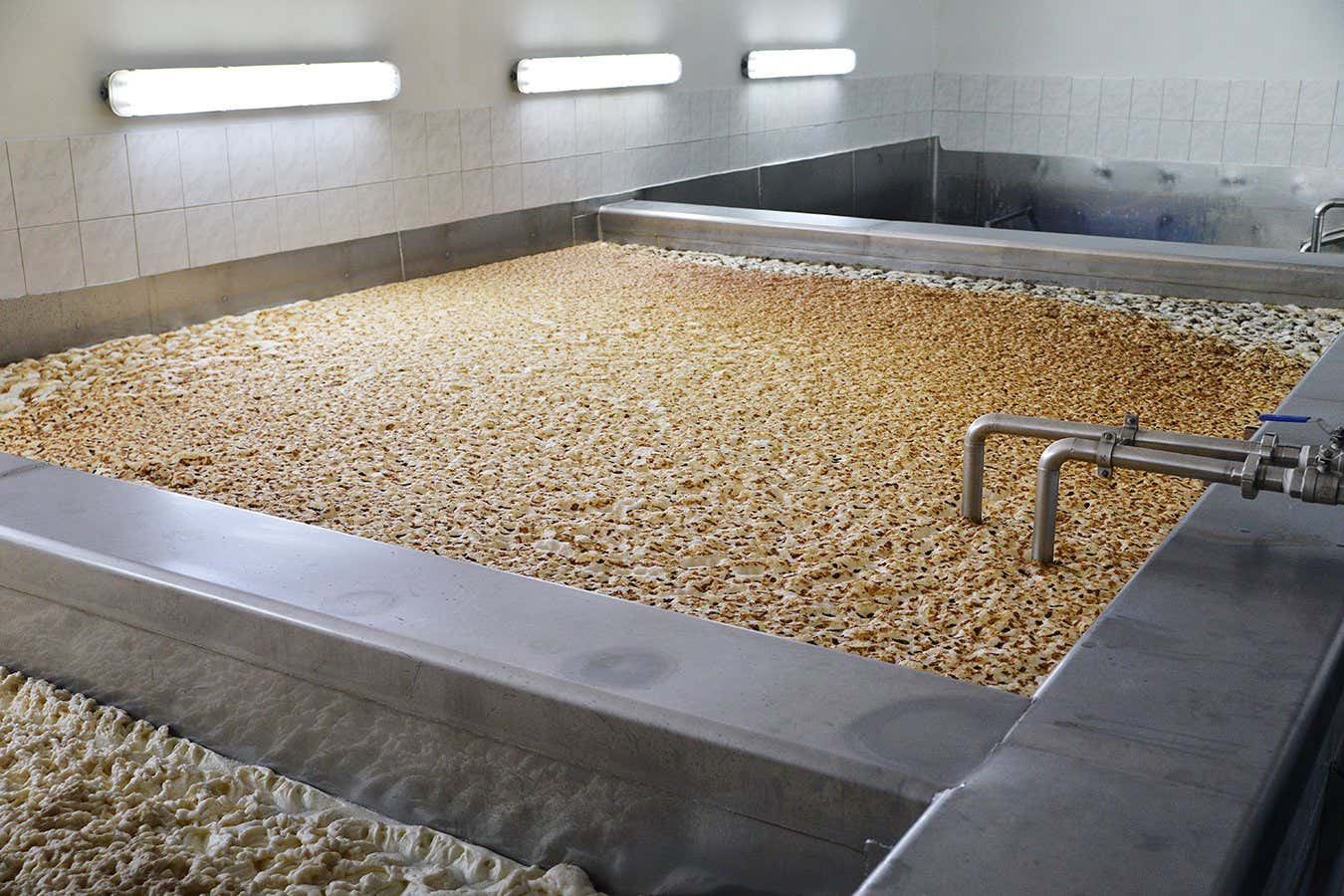 The fermentation of beer