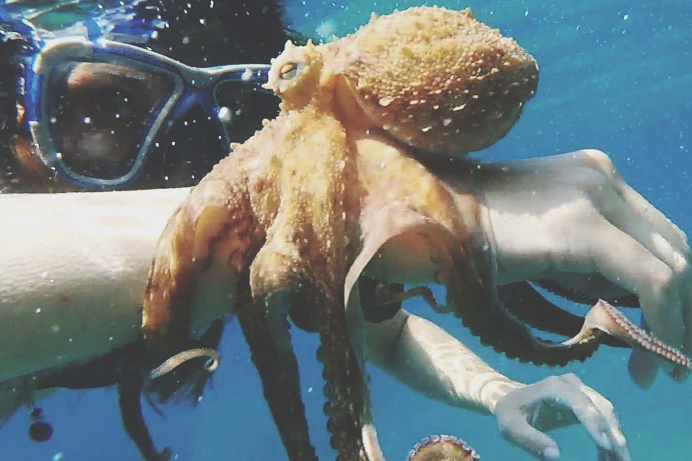 If octopuses evolved to live on land, would they develop technology?