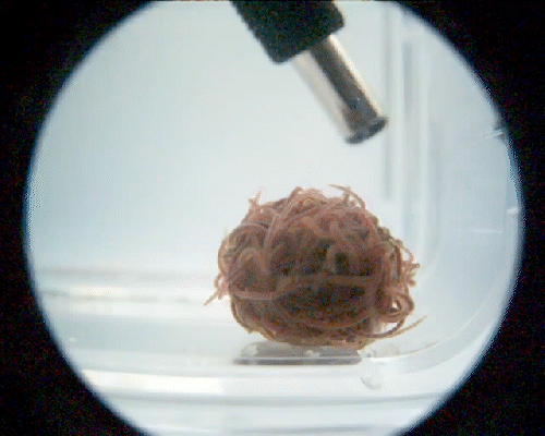 Blobs of worms untangle in milliseconds with a corkscrew wiggle