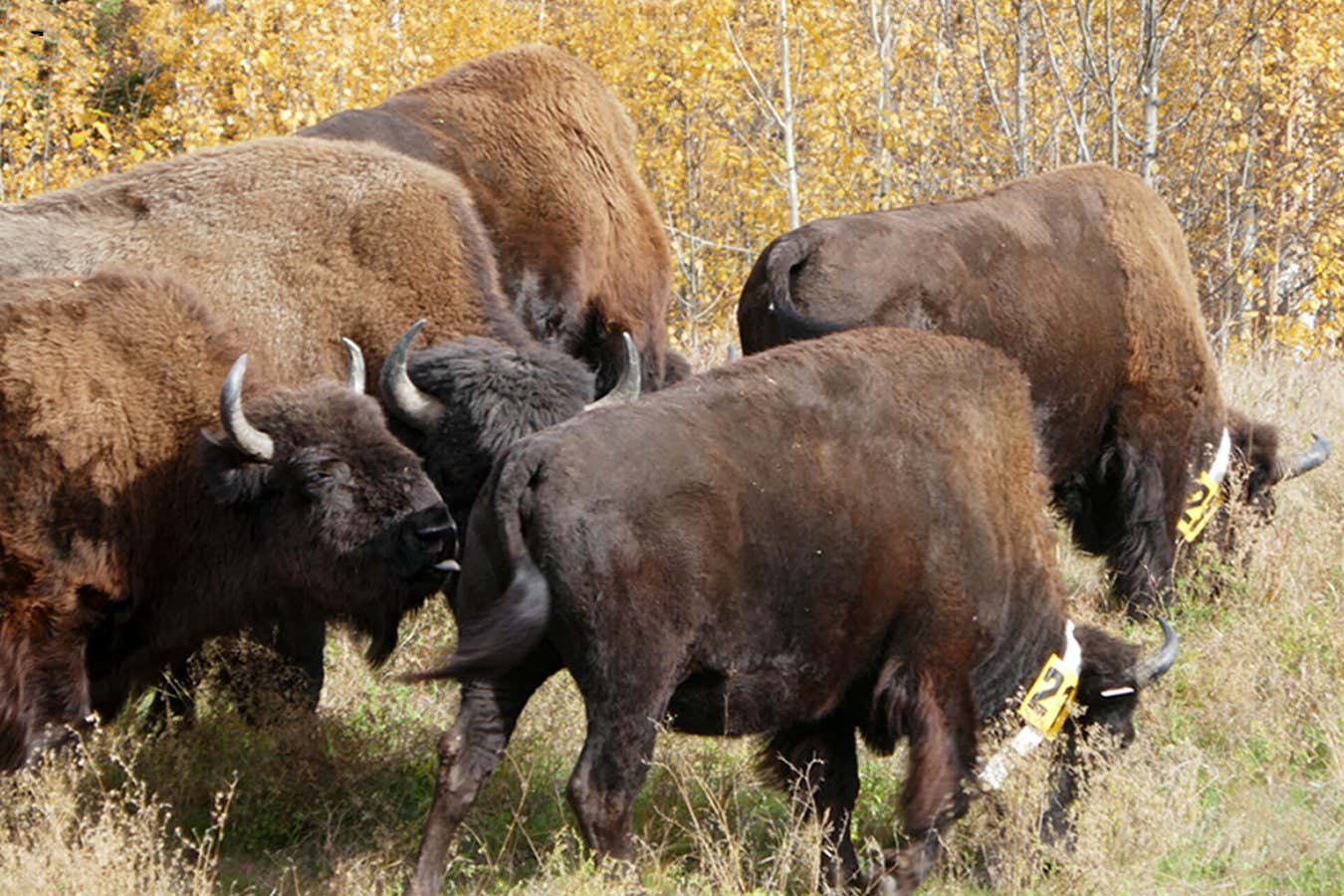 Photographs of communal wound licking by (a) an adult female and adult male bison (Bison bison) and (b) an adult male bison, on two different GPS-collared bison in northeastern British Columbia, Canada, on 28 September 2022.