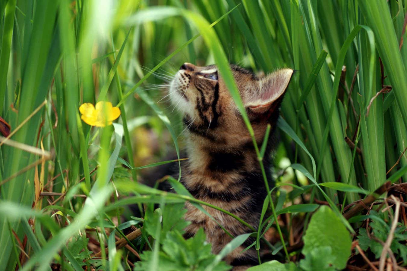 The Age of Cats review: How our furry friends evolved, and what’s next