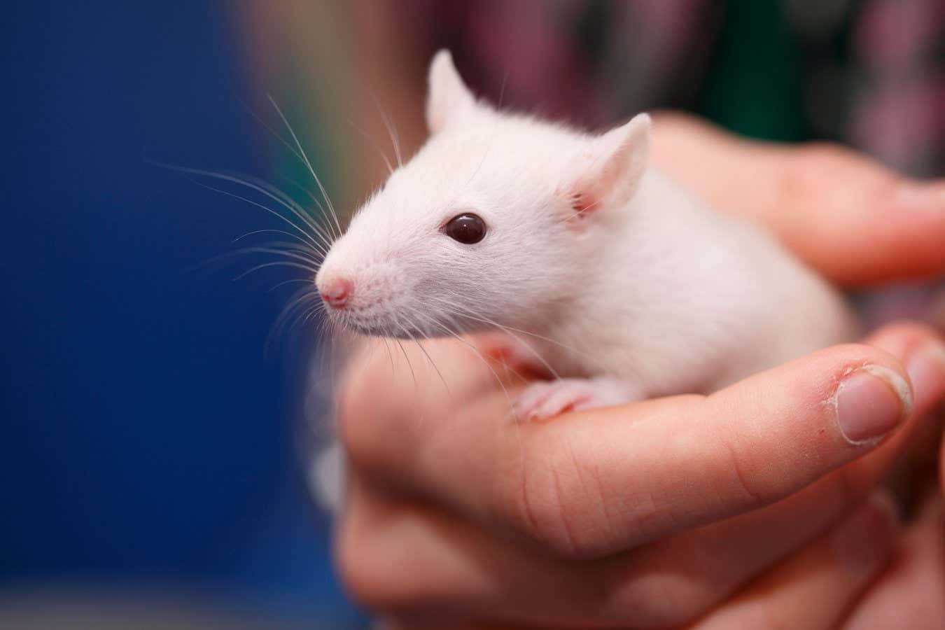 BFA2A1 Fancy Rat, Brown rat (Rattus norvegicus domesticus, Rattus norvegicus domestica), six weeks old animal held in one hand