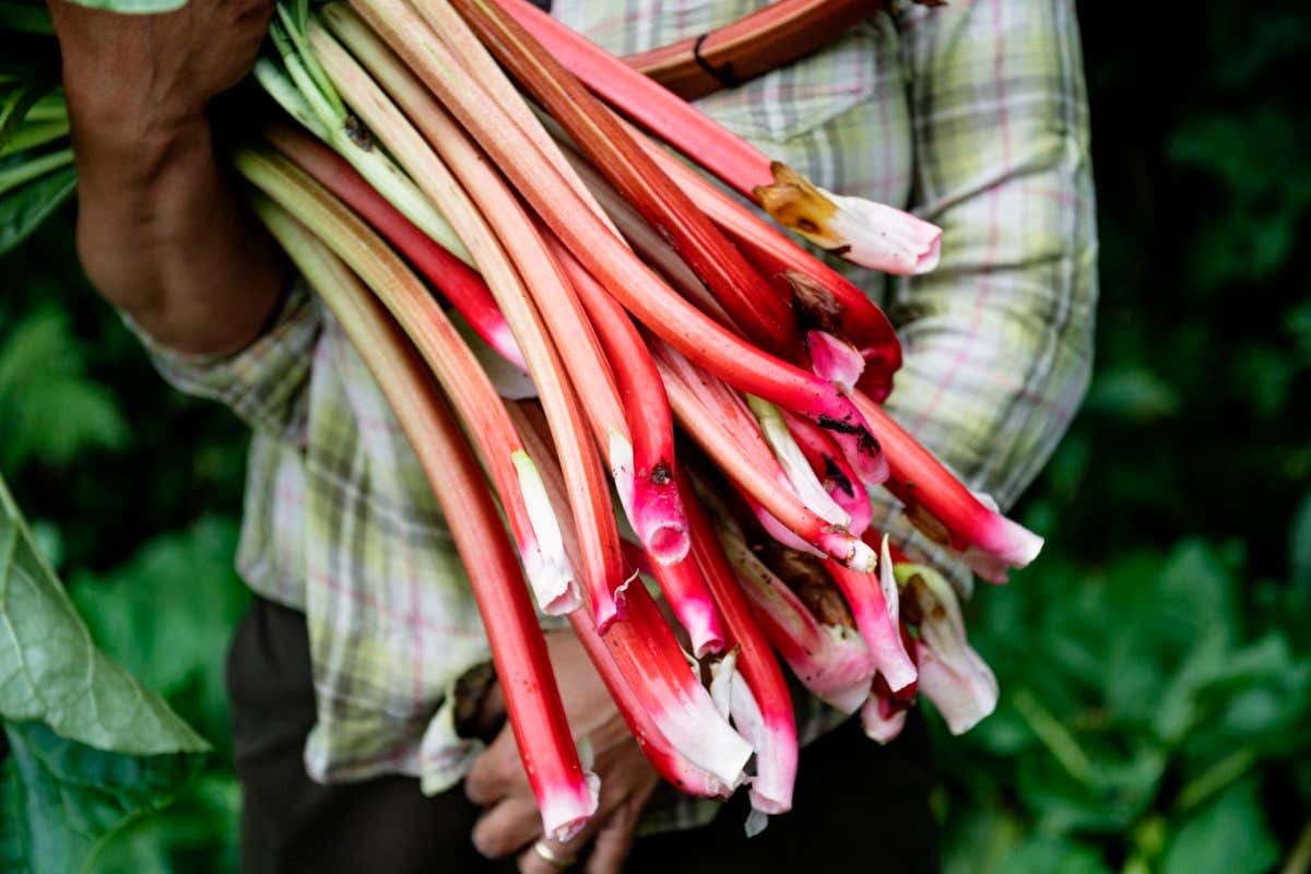 Farmer harvesting organic rhubarb from her kitchen garden. Rhubarb can be harvested many times through the year. Photographed at an ???off grid??? home on the island of Moen in Denmark. Colour, horizontal format with some copy space.