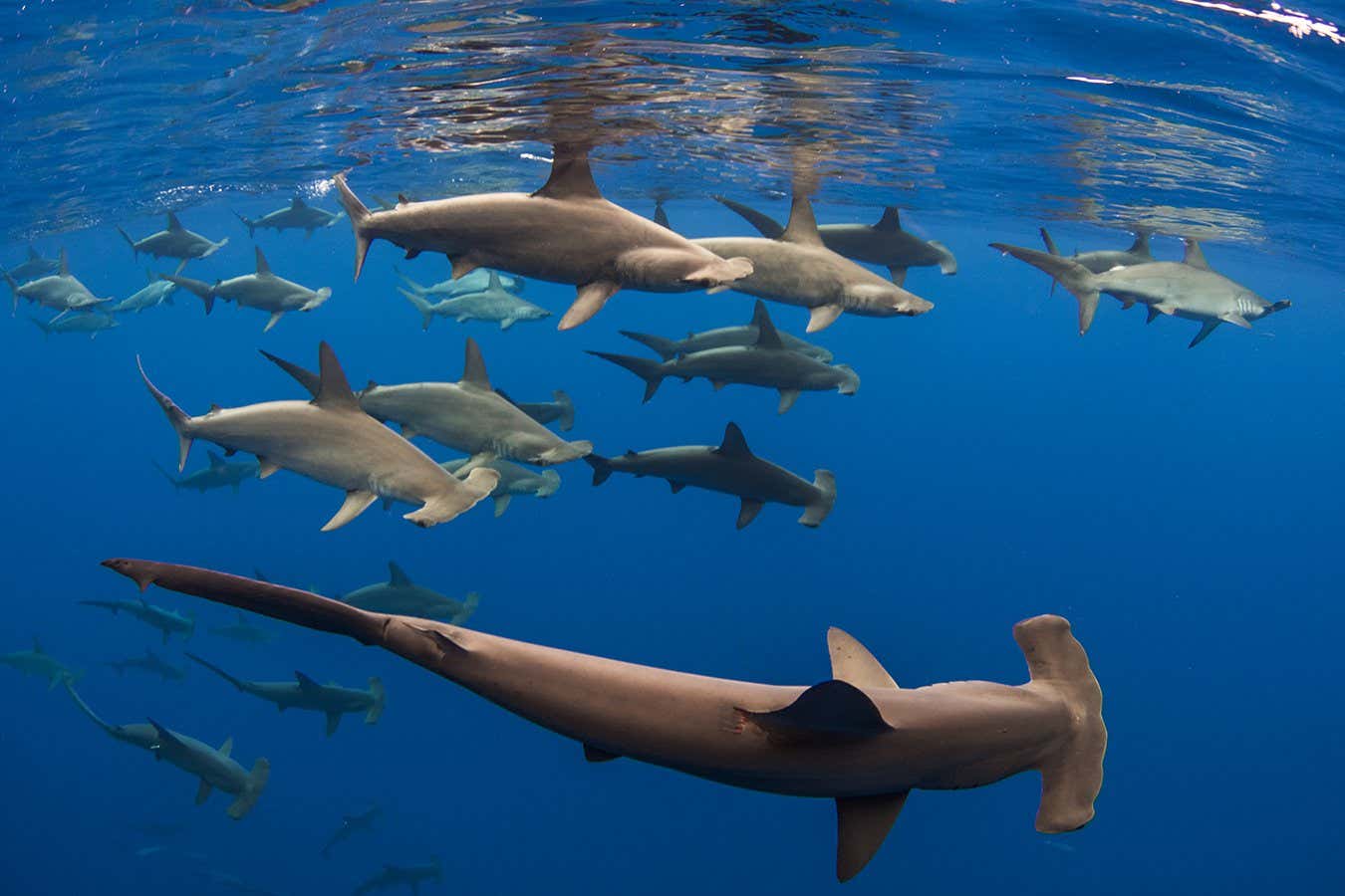 A school of scalloped hammerhead sharks off Hawai?i Island