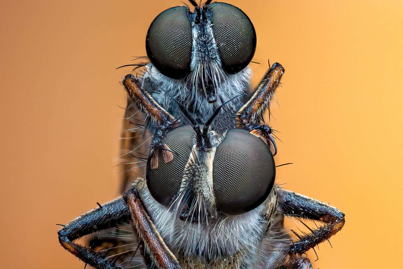 OLYMPUS DIGITAL CAMERA InsectWeek22Over18-FIRSTPLACE-Burford.