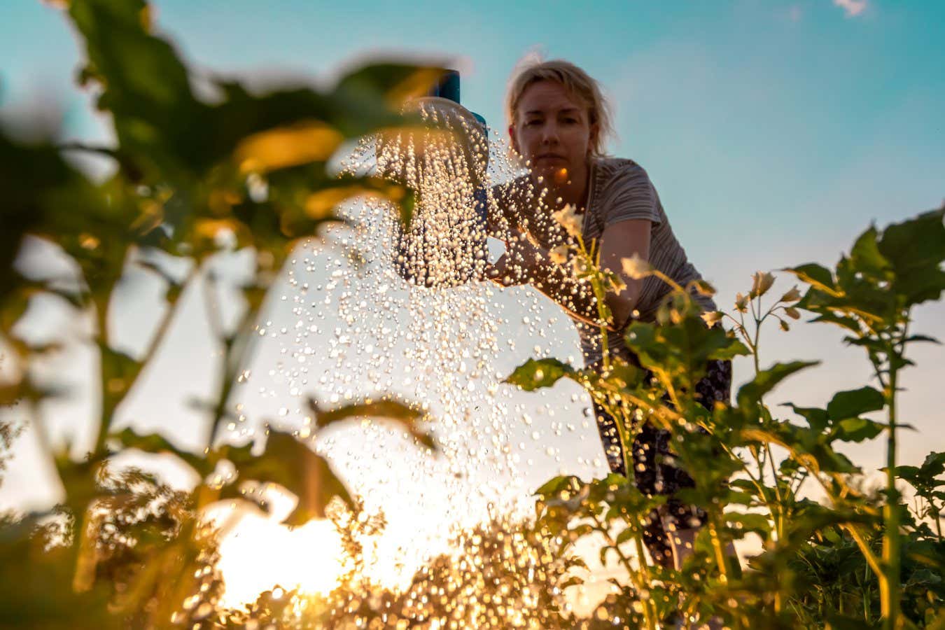 Woman cares for plants, watering green shoots from a watering can at sunset. Farming or gardening concept. Bottom view.
