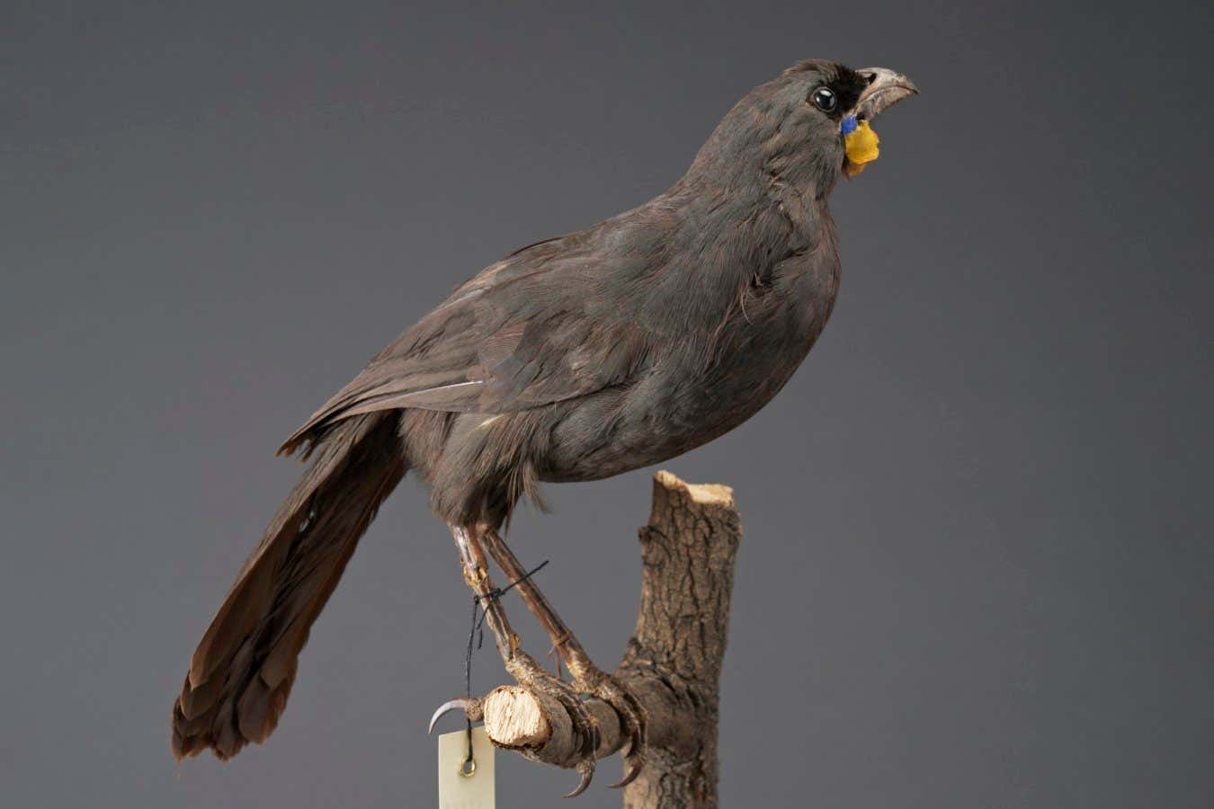 South Island Kokako, Callaeas cinerea, collected no data, New Zealand.