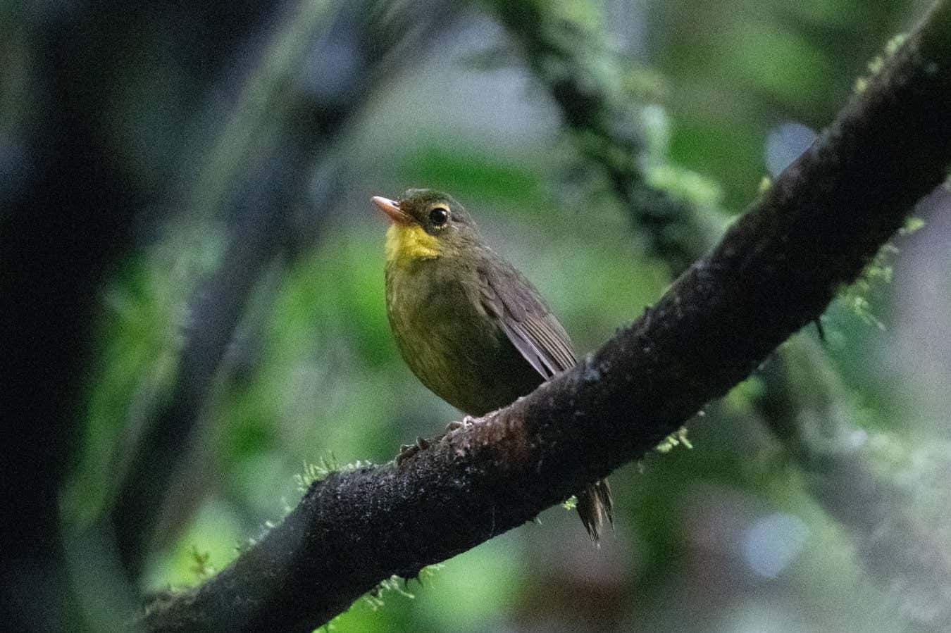 A dusky Tetraka sitting on a branch. The second species to be rediscovered by the Search for Lost Birds