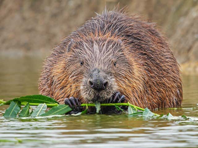 New Scientist Default Image