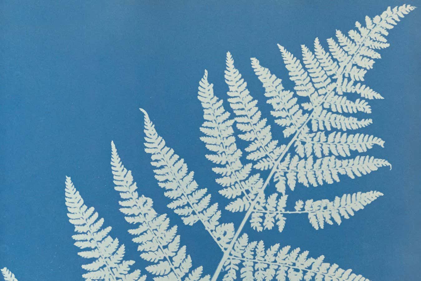 Lastrea focnisecii; Anna Atkins (British, 1799 - 1871), and Anne Dixon (British, 1799 - 1877); 1853; Cyanotype; 25.4 ?? 19.4 cm (10 ?? 7 5/8 in.); 84.XO.227.24; No Copyright - United States (http://rightsstatements.org/vocab/NoC-US/1.0/)