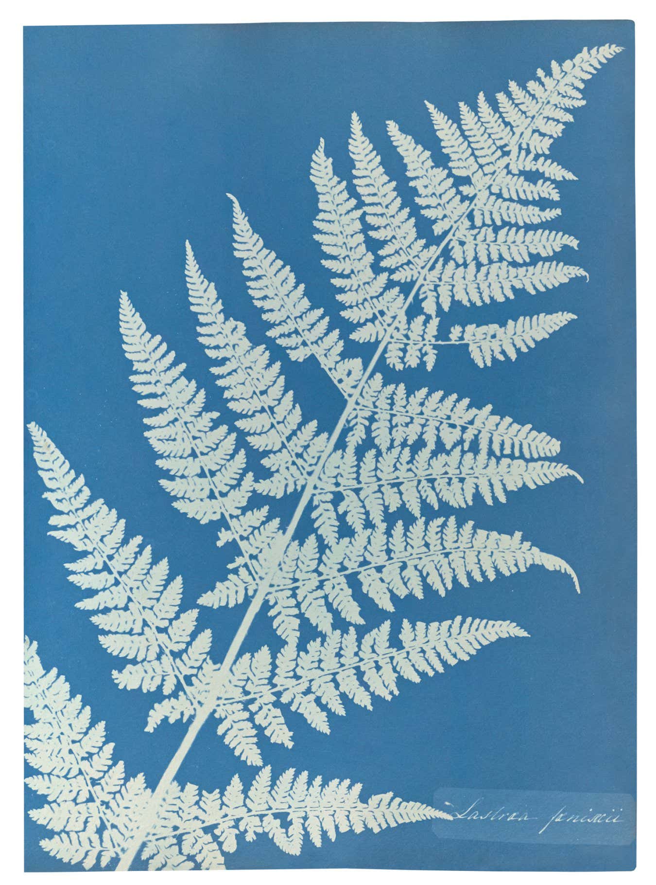 Lastrea focnisecii; Anna Atkins (British, 1799 - 1871), and Anne Dixon (British, 1799 - 1877); 1853; Cyanotype; 25.4 ?? 19.4 cm (10 ?? 7 5/8 in.); 84.XO.227.24; No Copyright - United States (http://rightsstatements.org/vocab/NoC-US/1.0/)