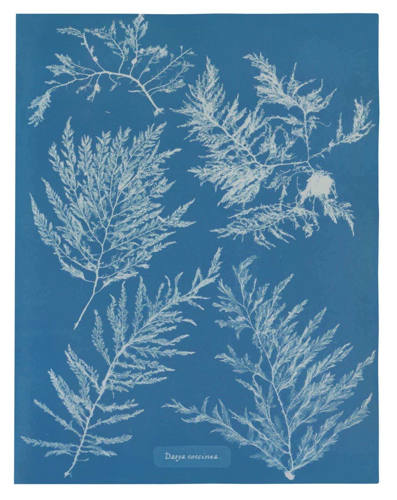 Opnamedatum: 2017-02-06 10 Dasya coccinea Anna Atkins, British Algae, Volume II (1851) ? TASCHEN