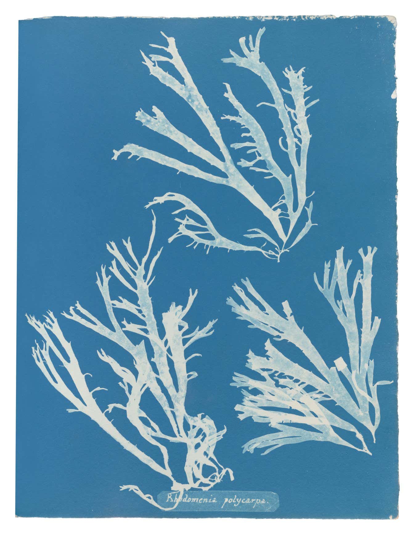 14 Rhodomenia polycarpa Anna Atkins, British Algae, Volume III (1853)