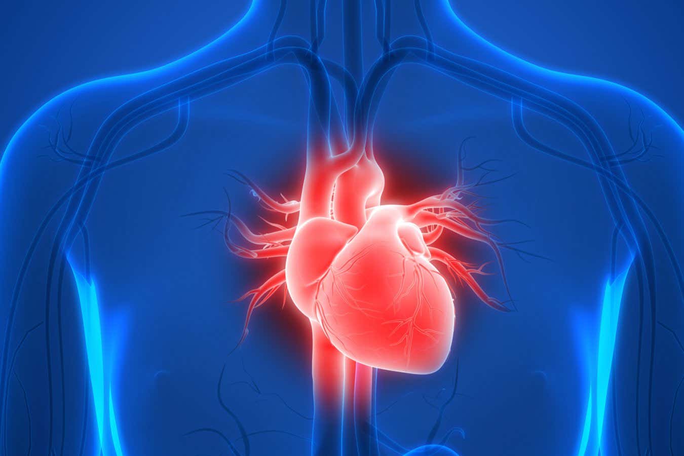 3D illustration of a human heart