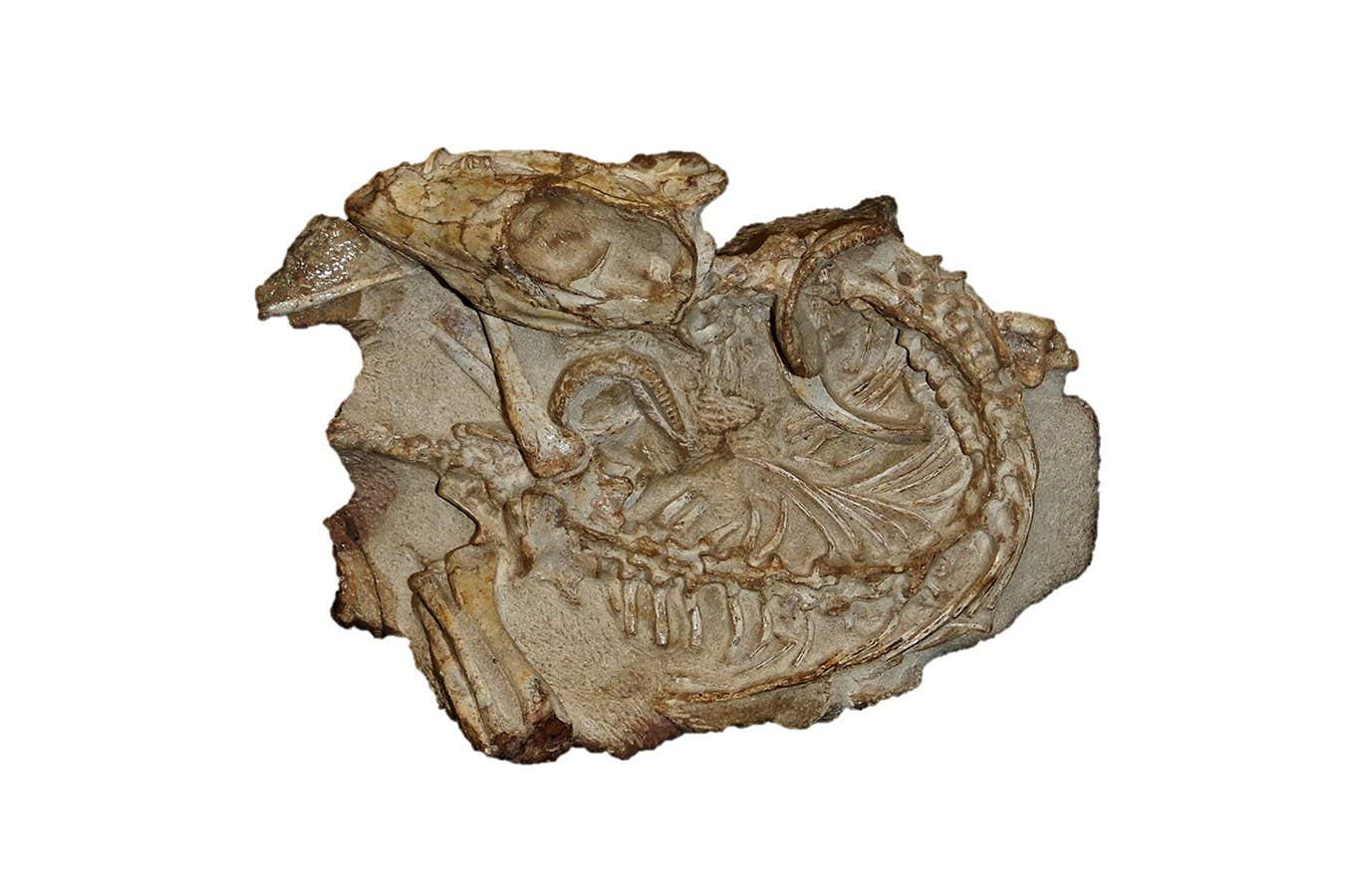 Ancient mass extinction may have driven millipedes to eat meat