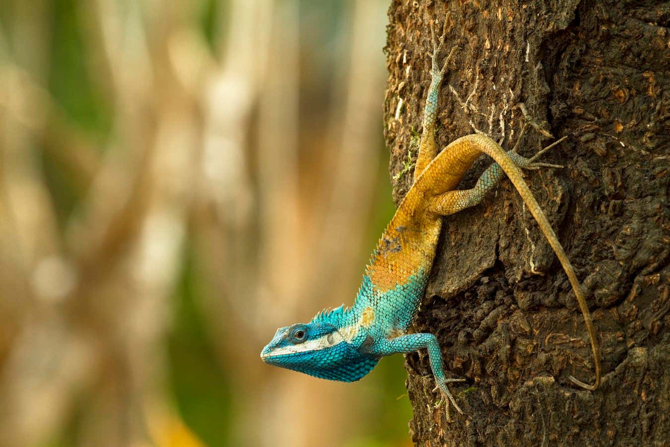 380 new species discovered in the Greater Mekong Region EMBARGOED UNTIL 00:01GMT May 22 Calotes goetzi The Cambodian blue-crested agma, an aggressive lizard that changes color as a defensive mechanism ? Henrik Bringsoe