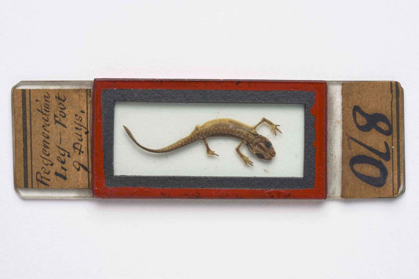 Microscope slide of a lizard, prepared by John Quekett, 1840?60