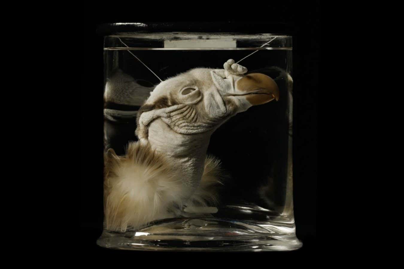 309 - The head of a king vulture, prepared by John Hunter between 1760 and 1793