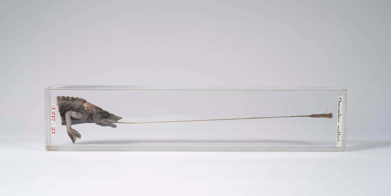 Head of a chameleon, with tongue fully extended, and front part of its body