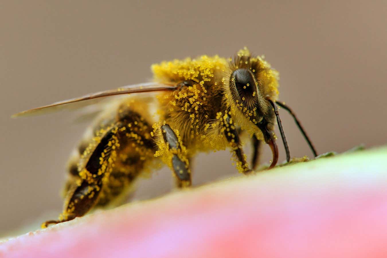 detail of bee or honeybee in Latin Apis Mellifera, european or western honey bee; Shutterstock ID 1544424374; purchase_order: -; job: -; client: -; other: -