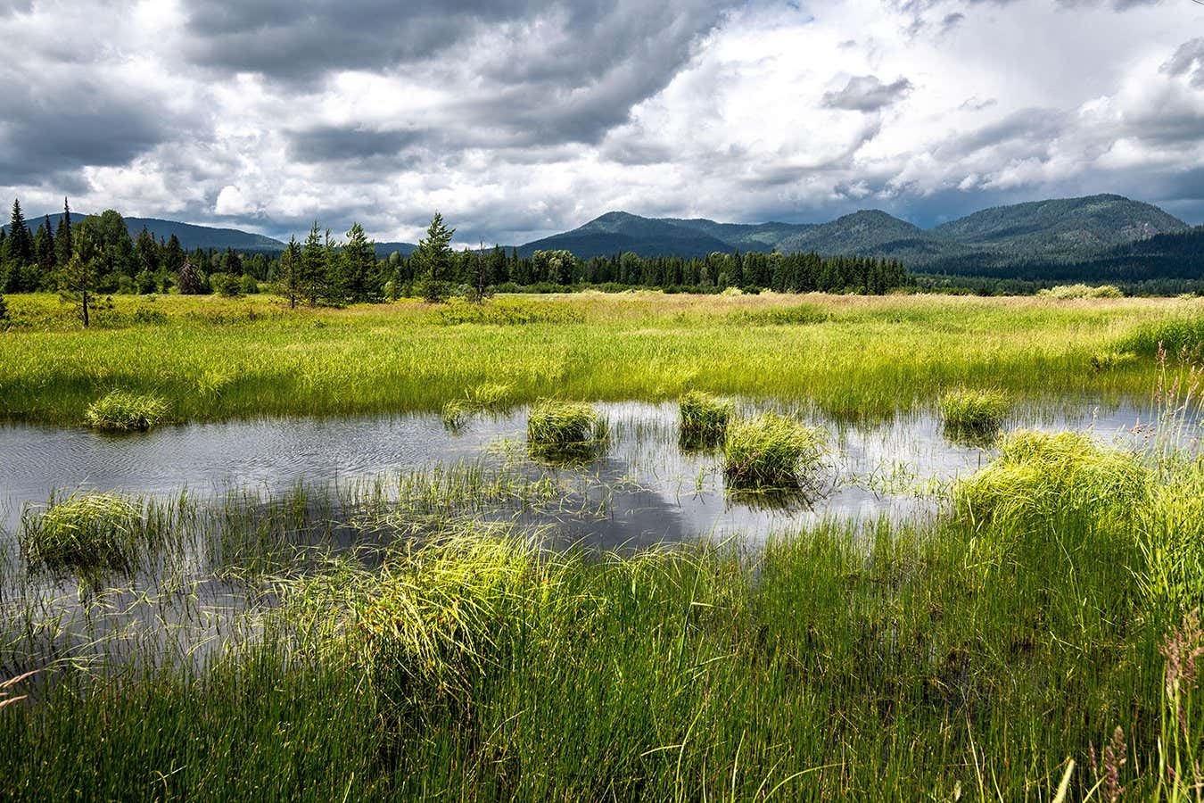 Many US wetlands have now lost protections from the Clean Water Act