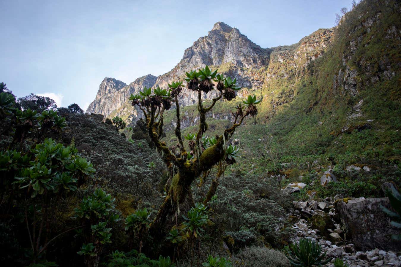 A dendrosenecio, or giant groundsel, rises from a valley floor high in the Rwenzoris