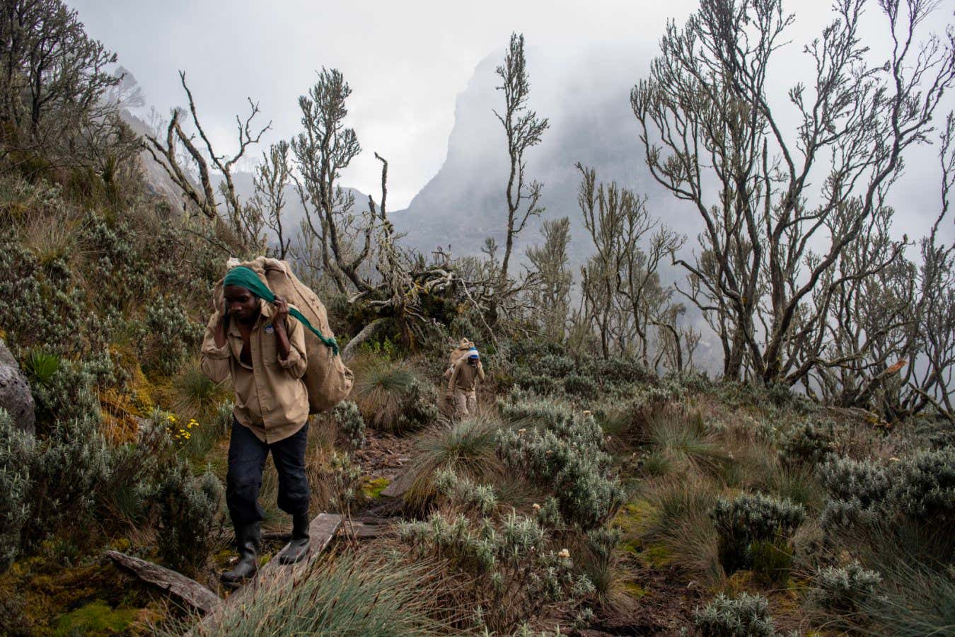Porters walk through a fog shrouded landscape of giant tree heathers covered in lichen.