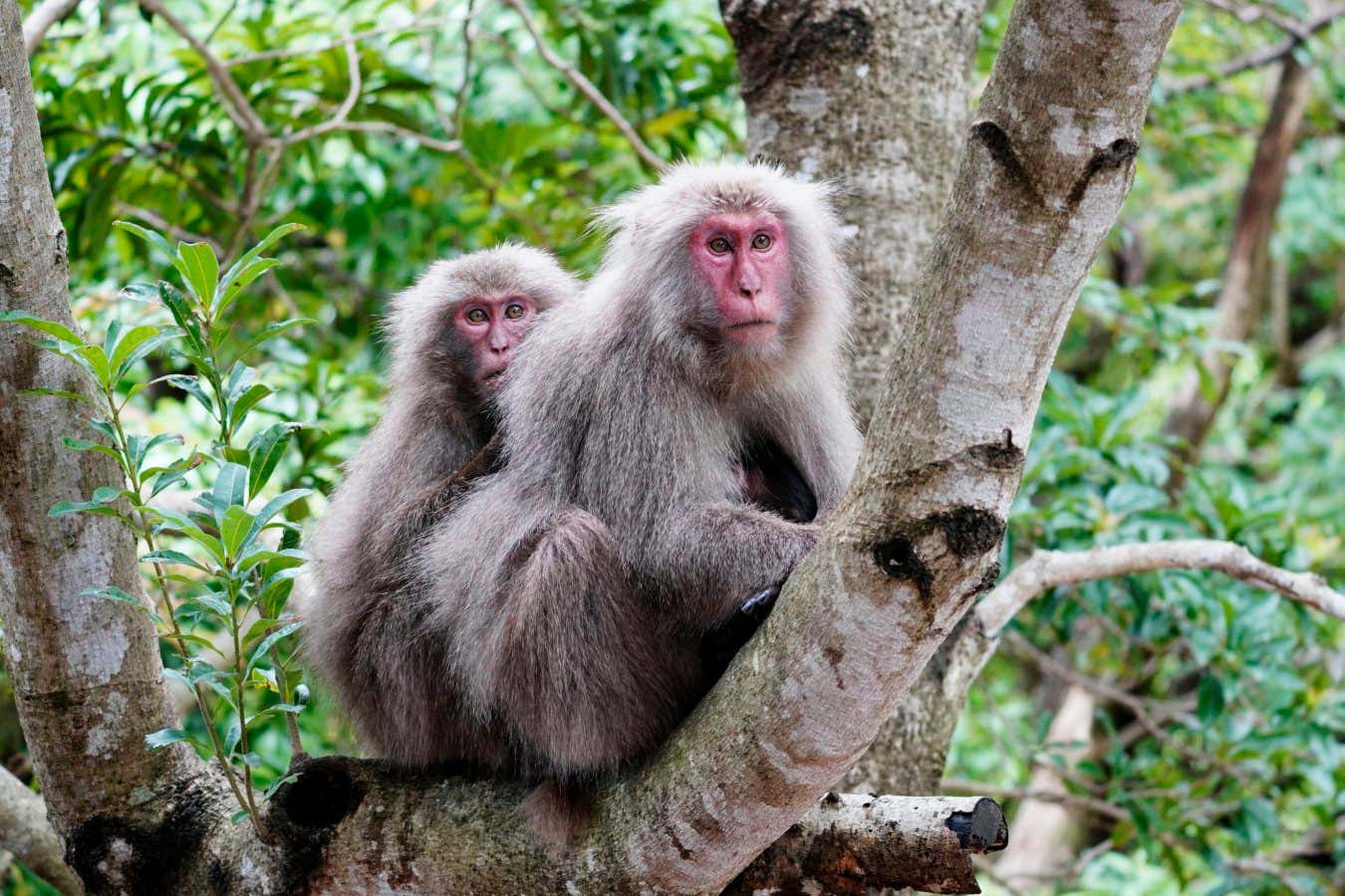 Japanese Macaque (Macaca fuscata) pair, Yakushima Island, Kagoshima, Japan