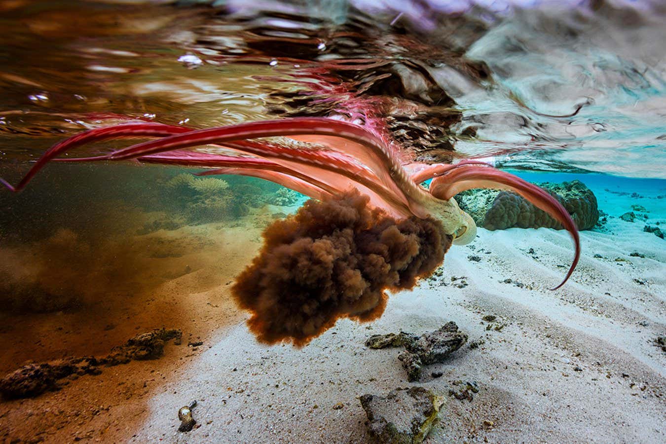 A compound found in octopus ink has anti-cancer properties