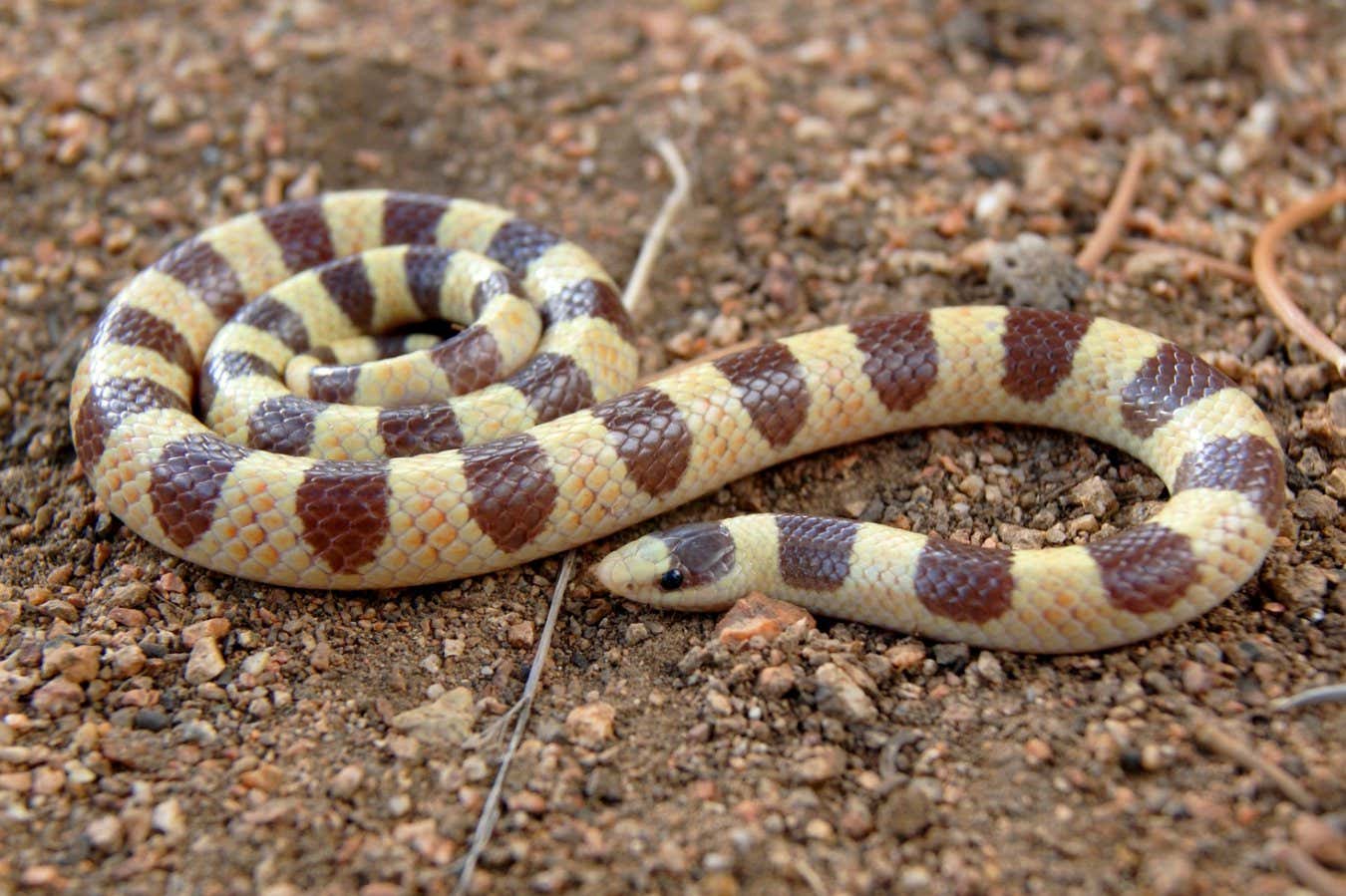 Snakes are quite quantum, mathematically speaking