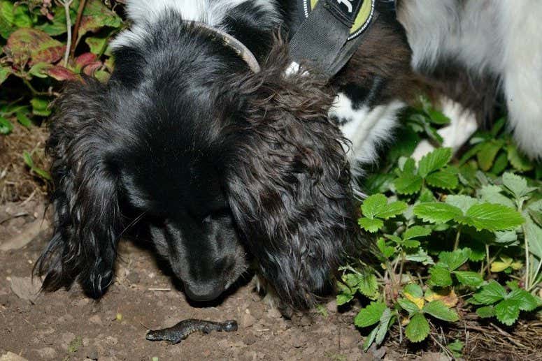 Two year old English springer spaniel, Freya, has been trained to detect great crested newts