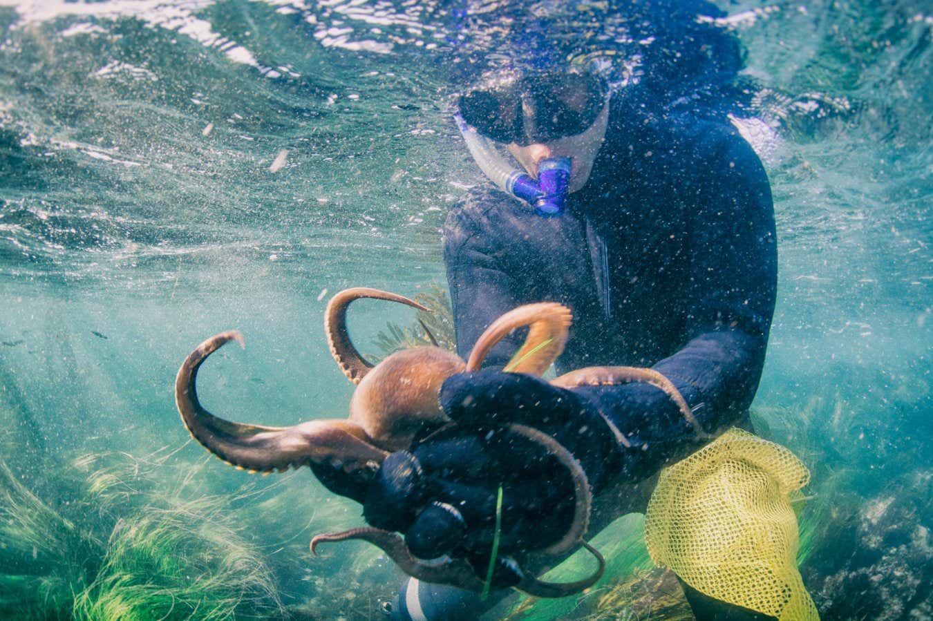 A diver catches an octopus underwater