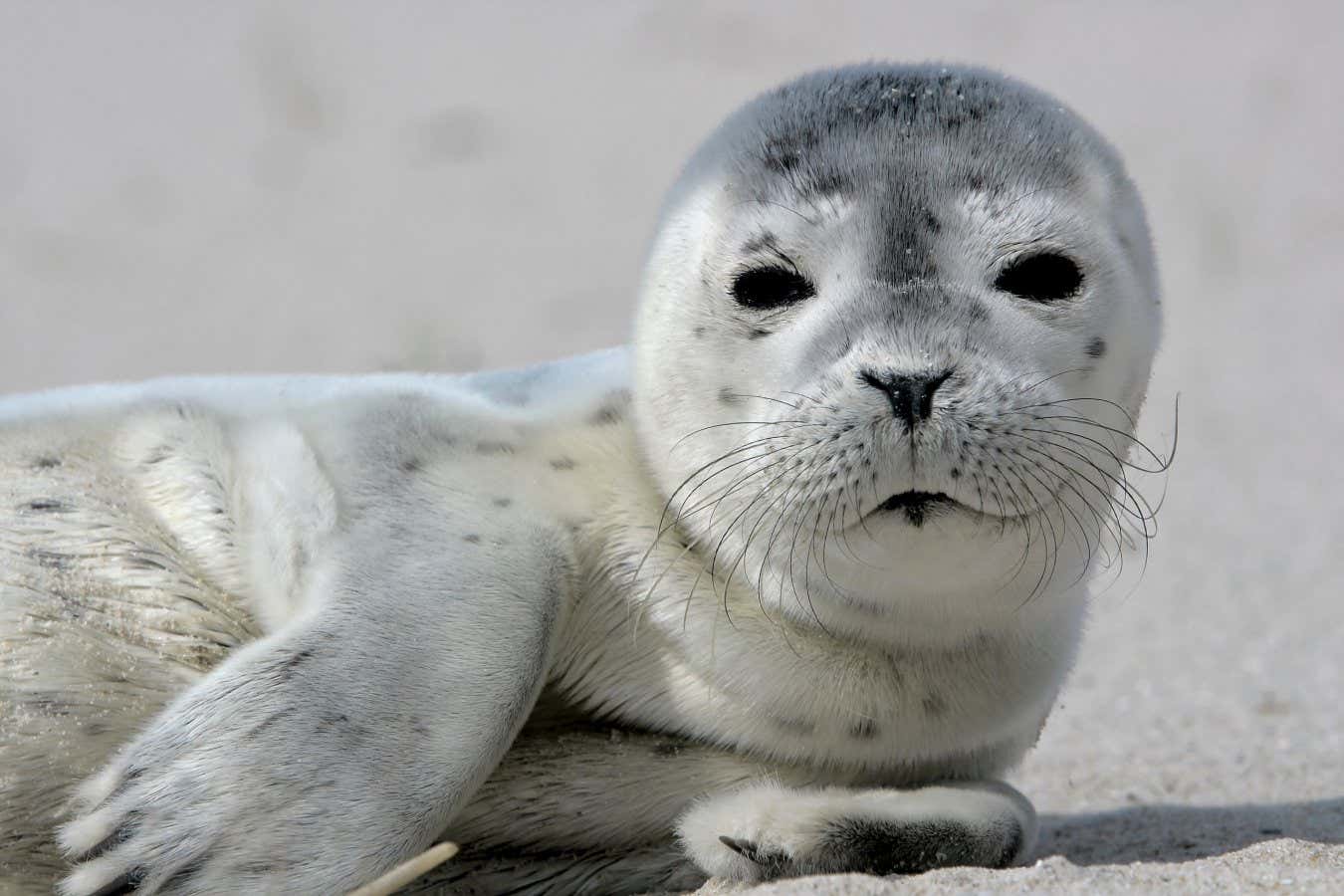 Male harbour seals use complex vocalisations to try to attract females