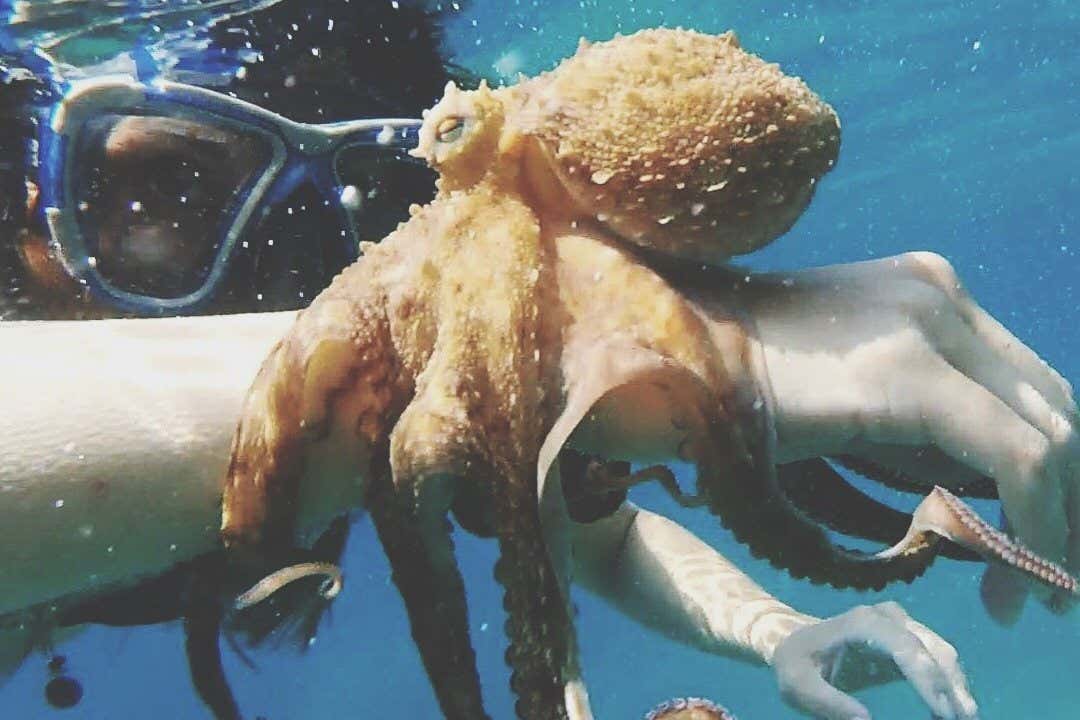 Could land-dwelling octopuses develop technology? (Part 3)