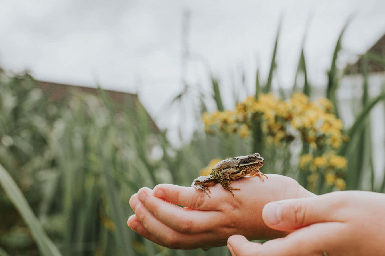 A child gently holds a little frog on his hands.