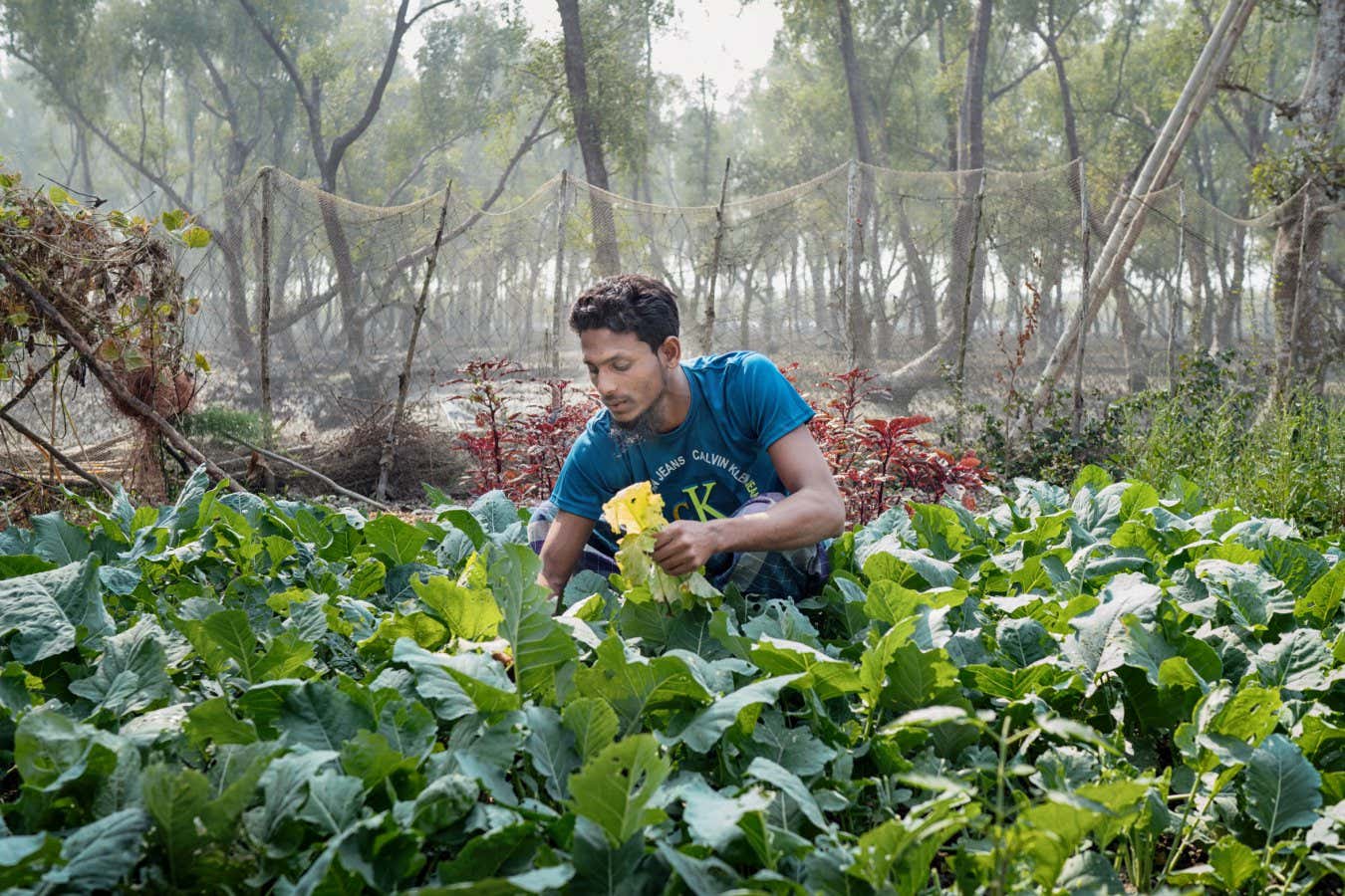 30 year old Md Yusuf Ali from Gabura is trying to grow vegetables in his yard. Due to salinity, it is very hard to grow seasonal vegetables but Yusuf is trying.
