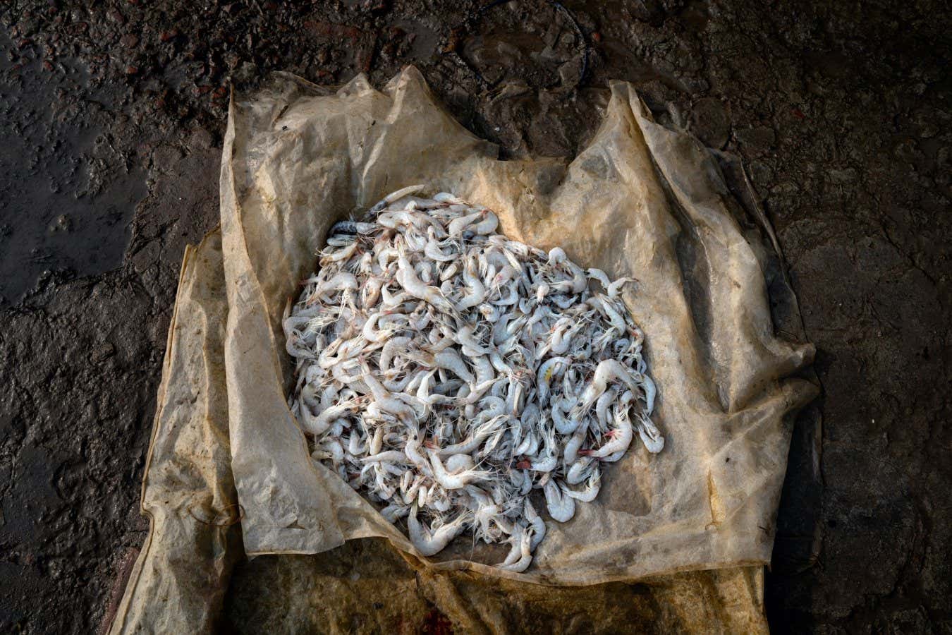 Fishermen come from various villages of Satkhira to the Munshiganj fish market to sell shrimp which later go to the capital.