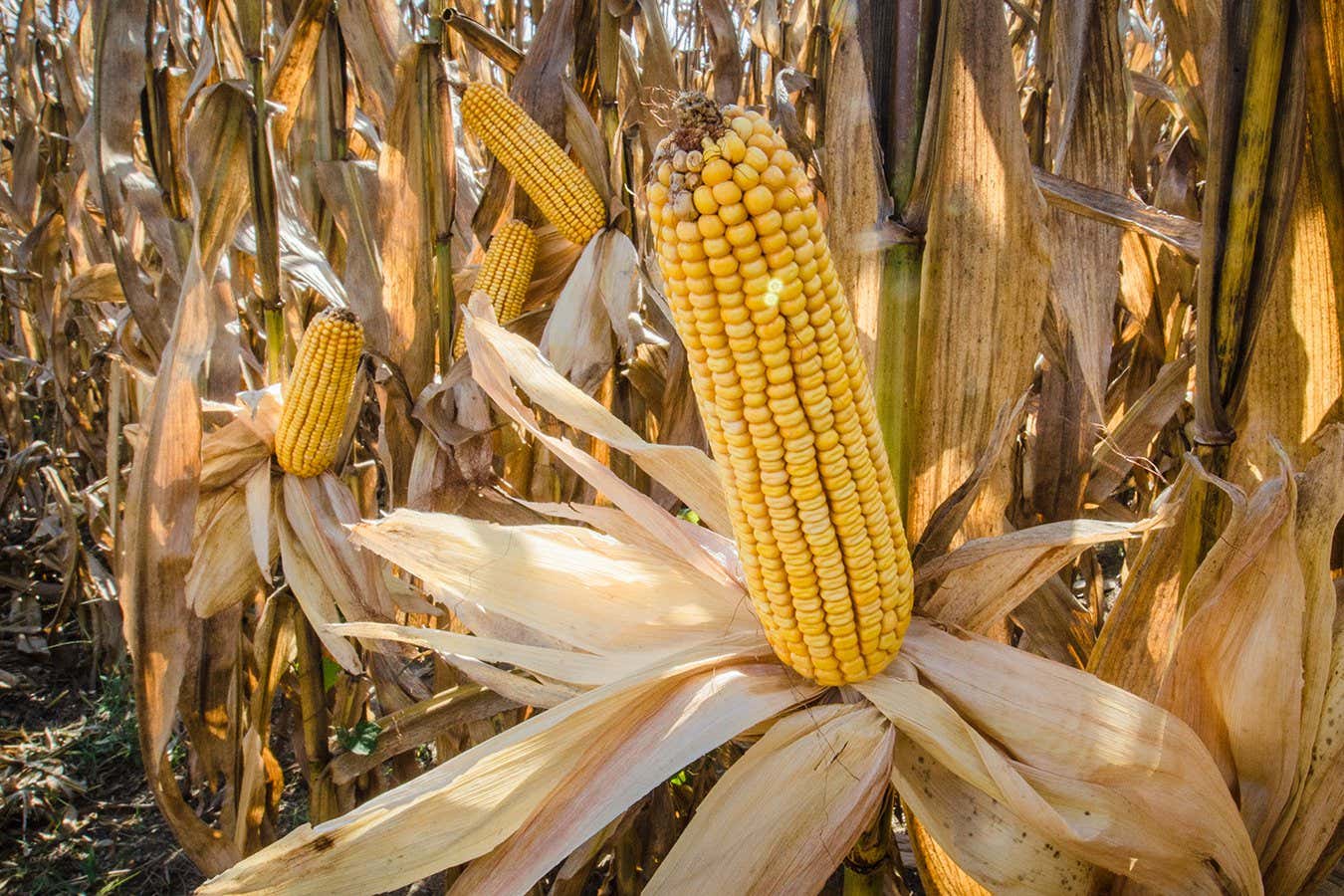 Bacteria could help reduce the amount of fertiliser used to grow corn