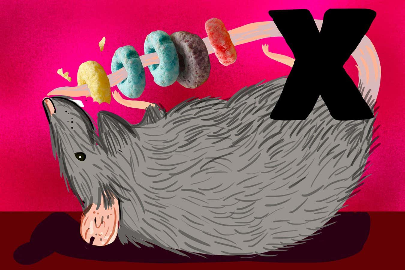 What happens if you give Froot Loops to a rat and study its penis