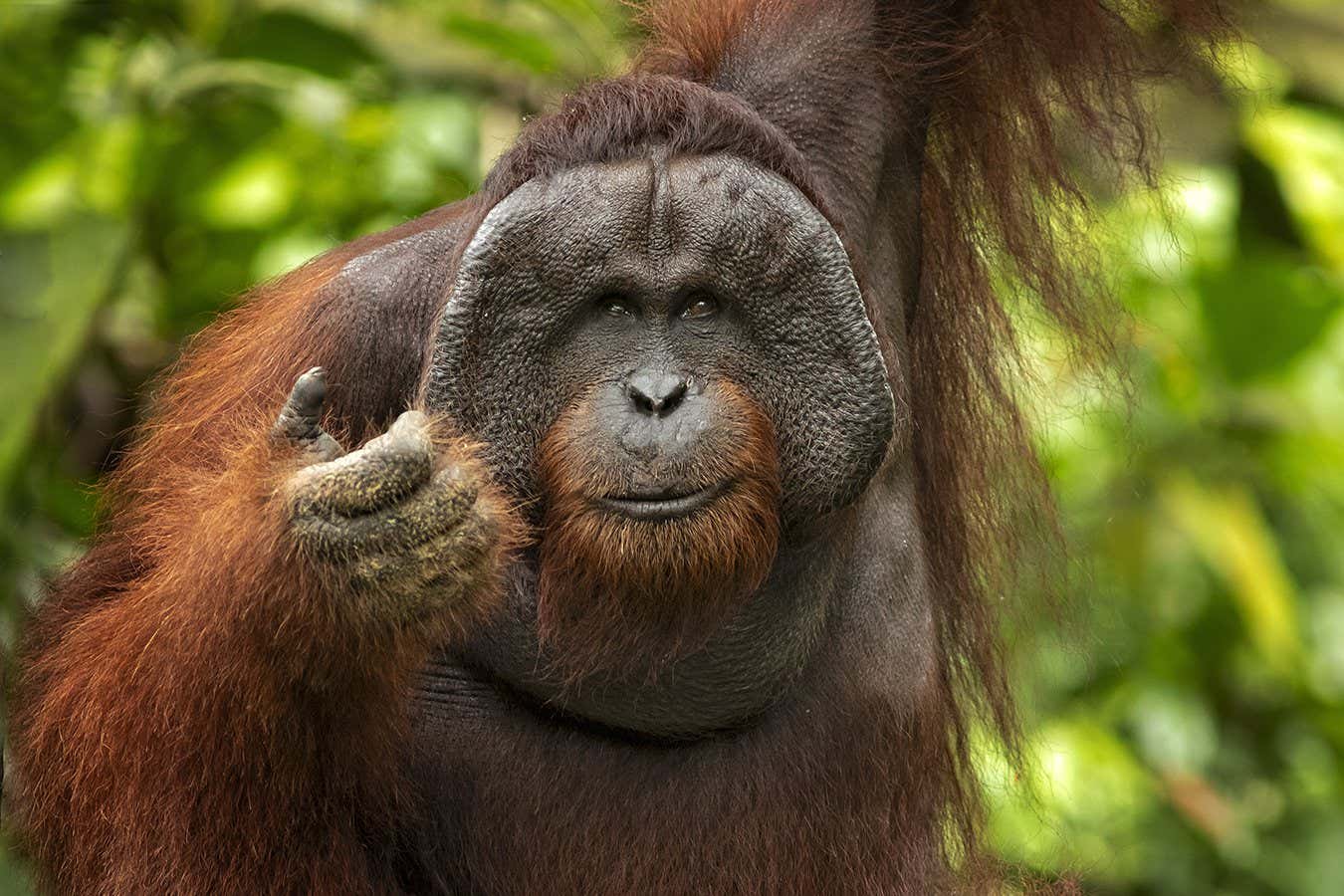 Some orangutans use calls that involve making two sounds at once