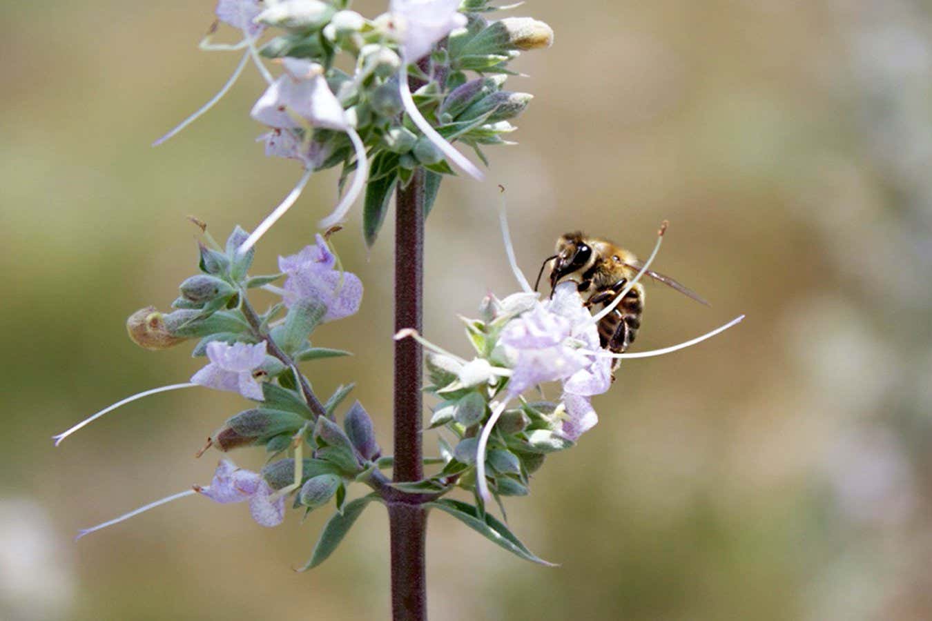 A honey bee visits a white sage plant. Researchers have shown that pollination by honey bees, which are not native to the Americas, produces offspring of considerably inferior quality (lower fitness) than offspring resulting from native pollinators.