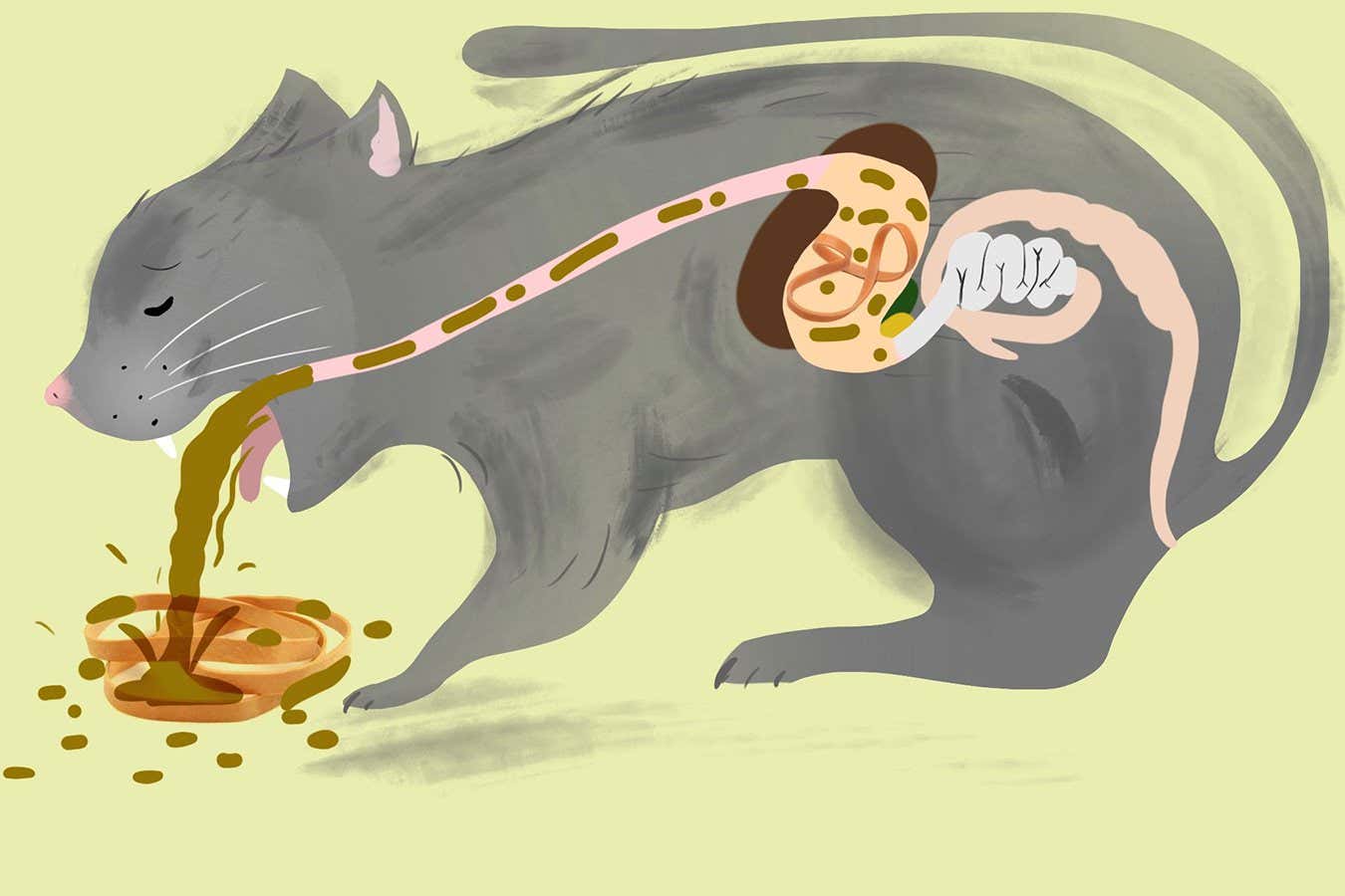 Does what goes down a cat always come back up?