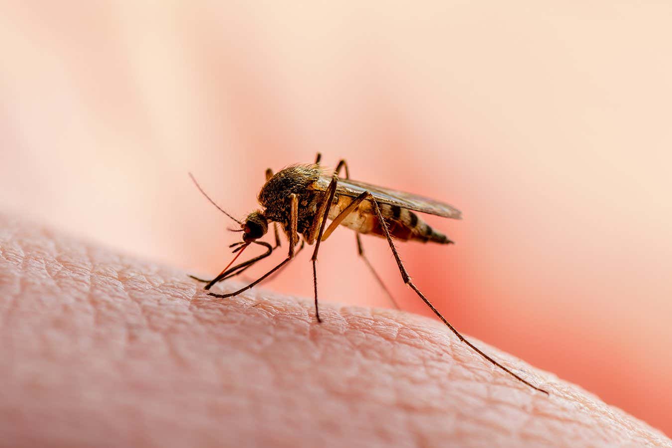 A small number of people in Florida and Texas have contracted malaria