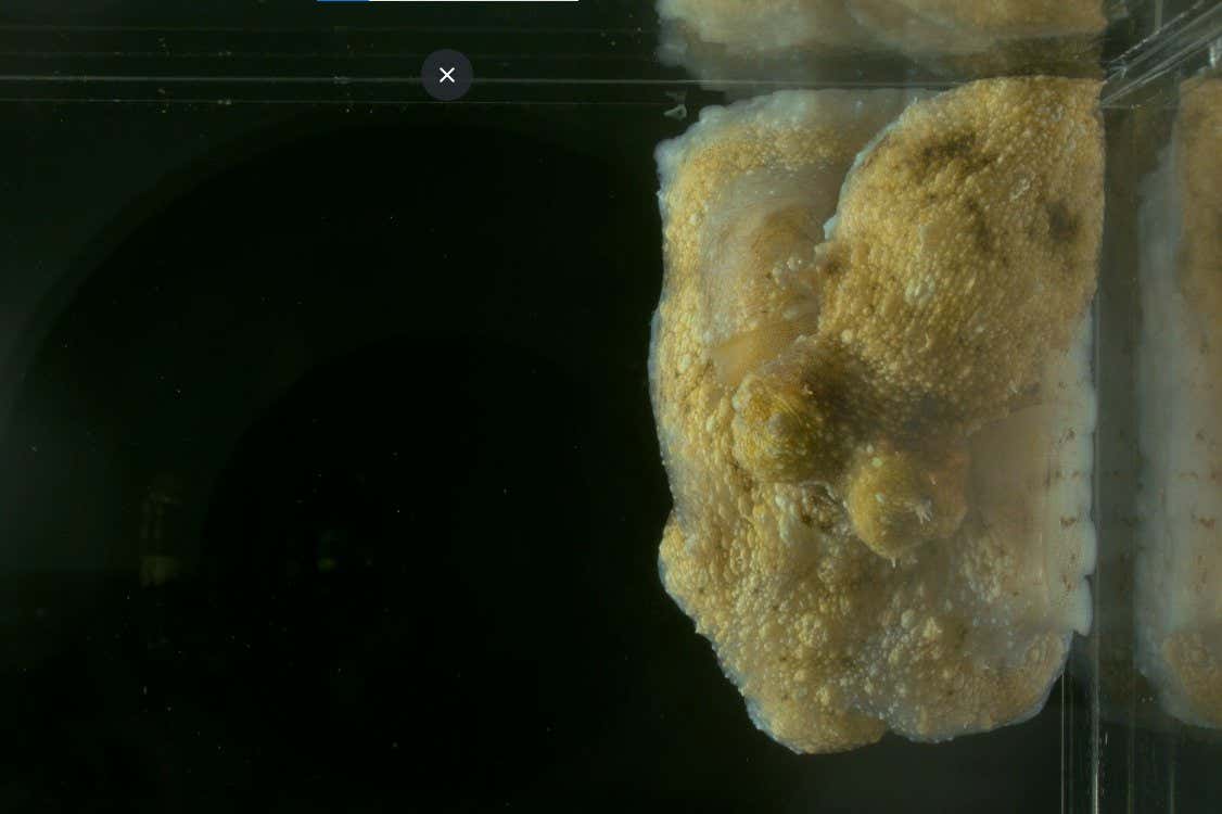 Octopus laqueus having a sleep