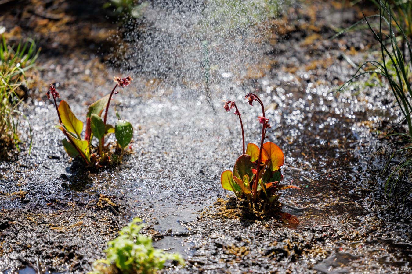 New Scientist. Science news and long reads from expert journalists, covering developments in science, technology, health and the environment on the website and the magazine.