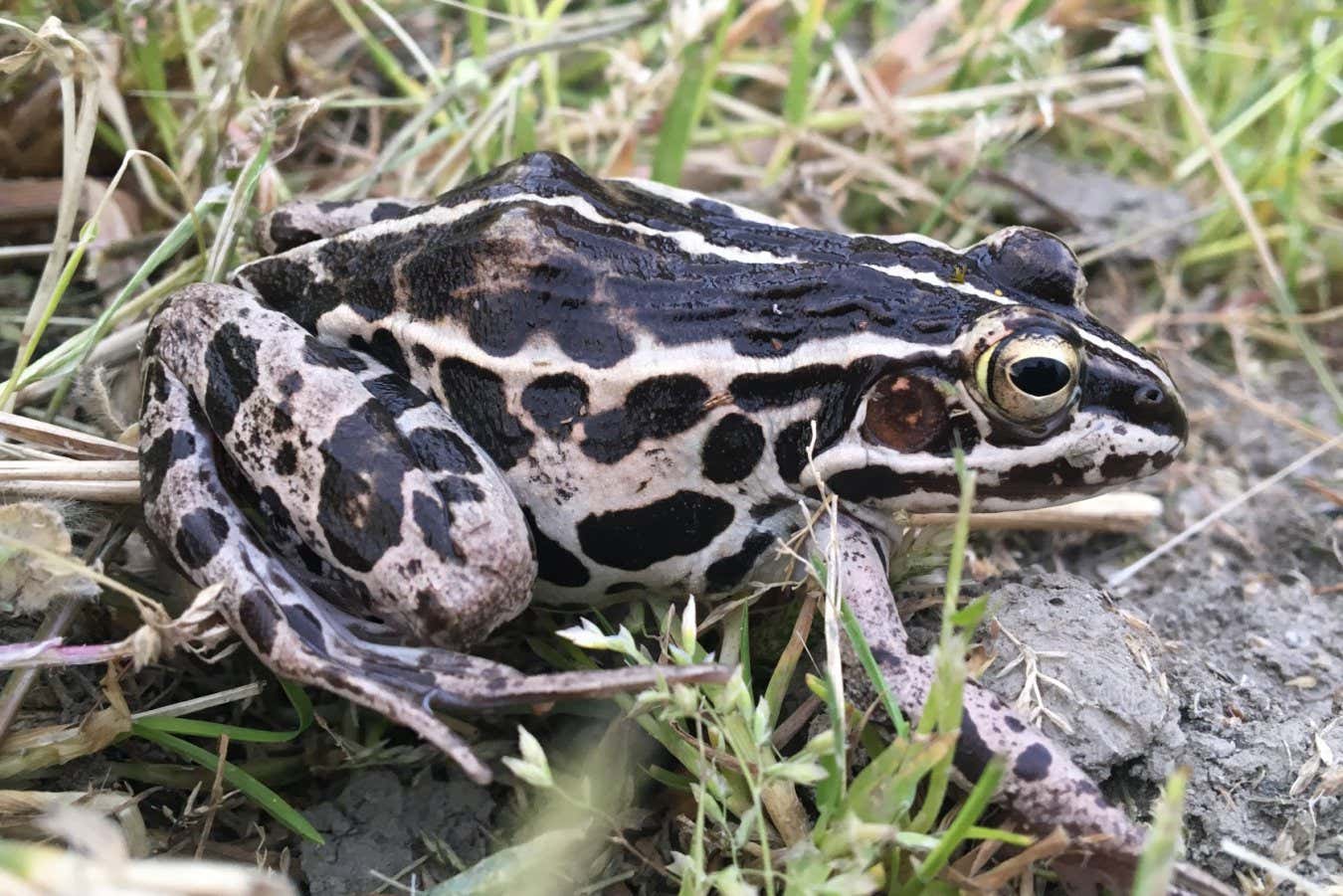 Handout picture supplied by Makoto M. Itoh. A Pelophylax nigromaculatus frog photographed for his study study Female pond frog vocalisation deters sexual coercion by males. mac_itoh@yahoo.co.jp