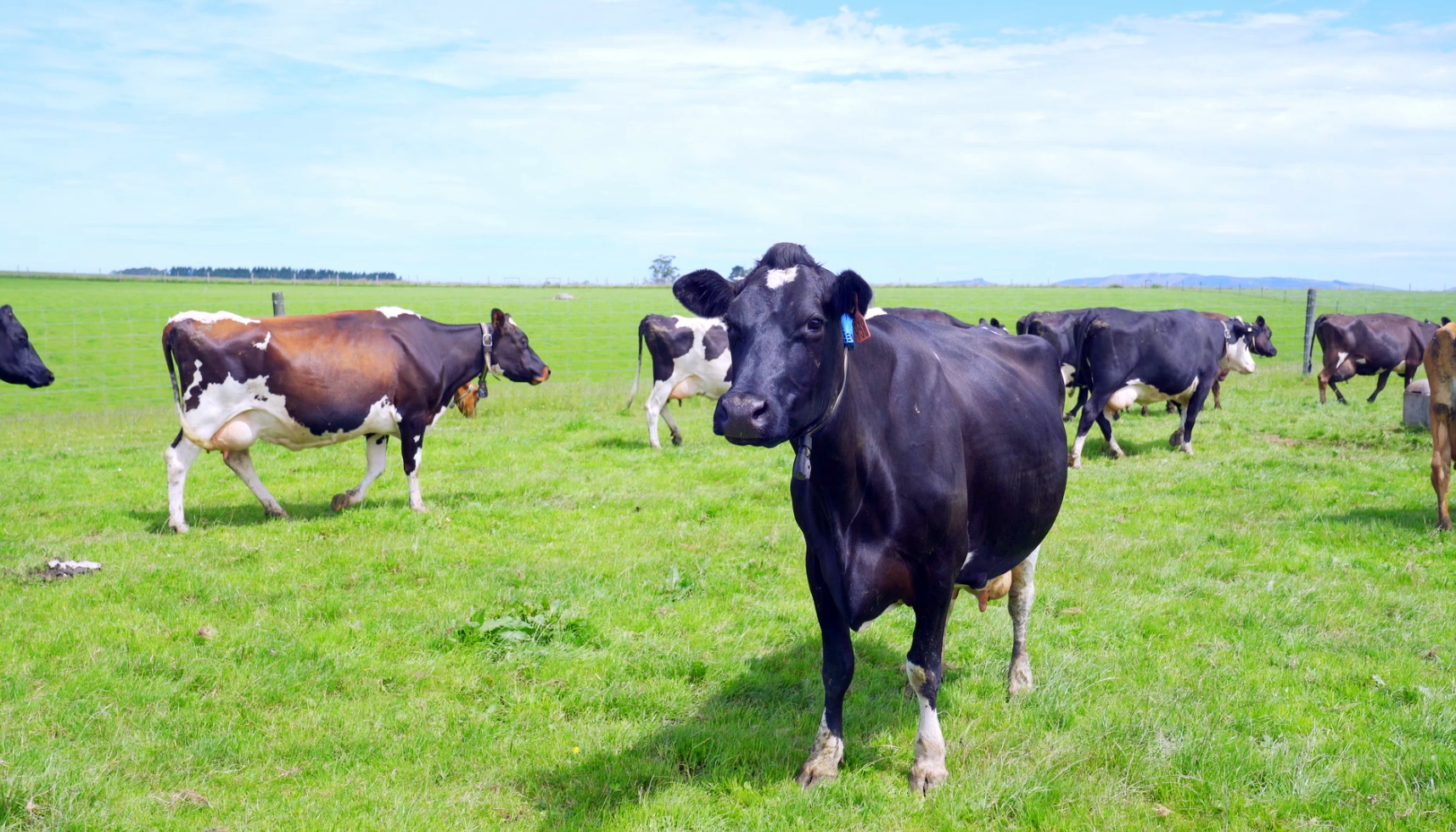 Diary cow looking at the camera in herd on lush green grass